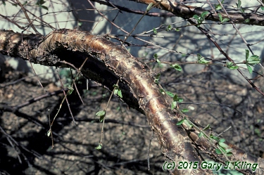 Prunus tomentosa