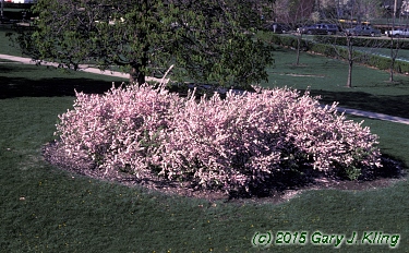 Prunus triloba var. multiplex