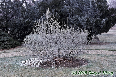 Prunus triloba var. multiplex