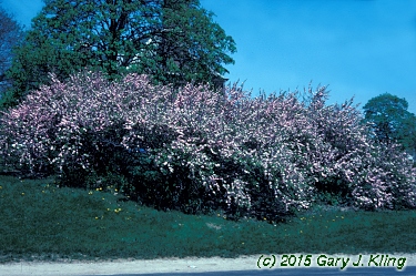 Prunus triloba var. multiplex
