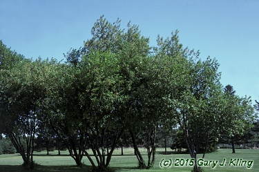 Prunus virginiana