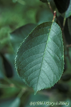 Prunus virginiana