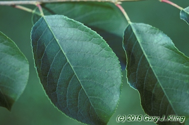 Prunus virginiana