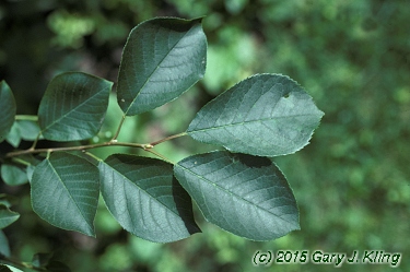 Prunus virginiana