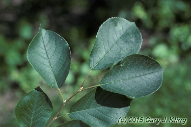 Prunus virginiana