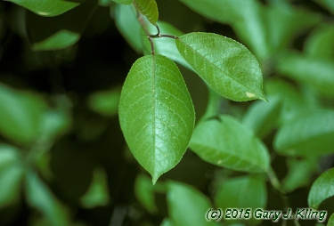 Prunus virginiana