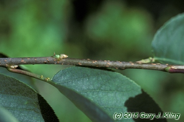 Prunus virginiana