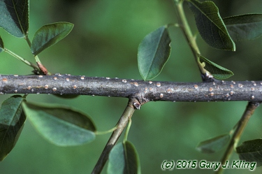 Prunus virginiana