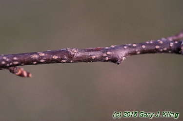 Prunus virginiana