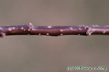 Prunus virginiana