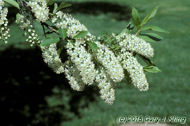 Prunus virginiana