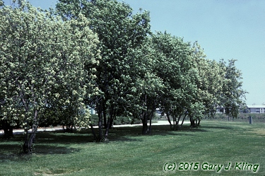 Prunus virginiana
