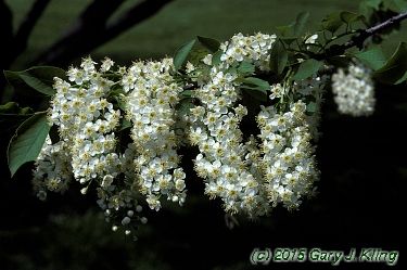 Prunus virginiana