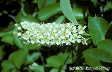 Prunus virginiana