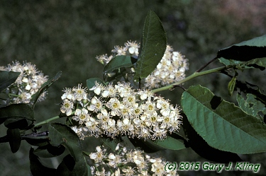 Prunus virginiana