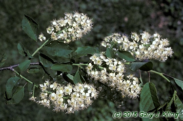 Prunus virginiana