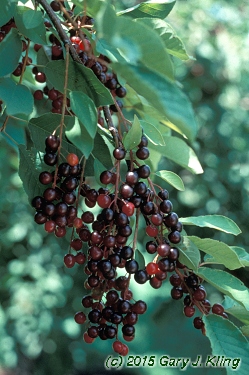 Prunus virginiana