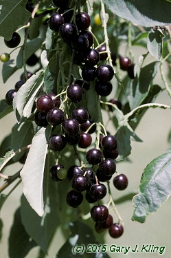 Prunus virginiana