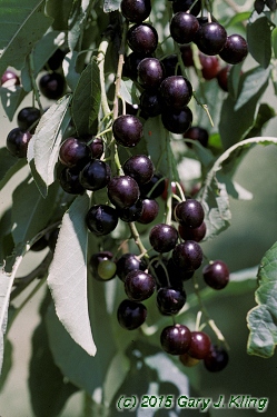Prunus virginiana