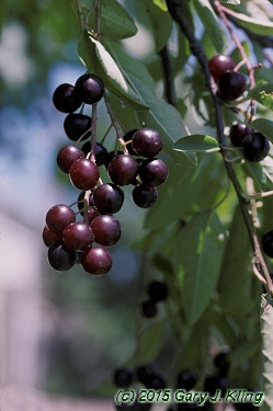 Prunus virginiana