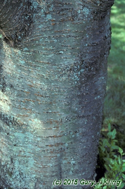 Prunus yedoensis habit: UIPLANTS