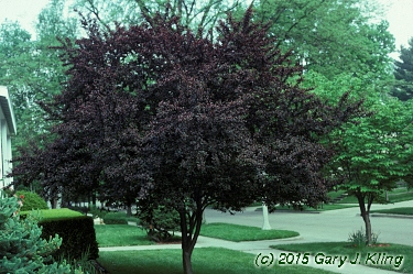 Prunus cerasifera 'Atropurpurea'