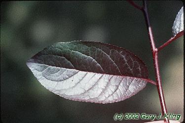 Prunus cerasifera 'Atropurpurea'