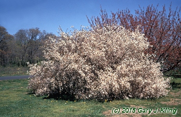 Prunus x 'Hally Jolivette'
