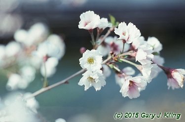Prunus x 'Hally Jolivette'