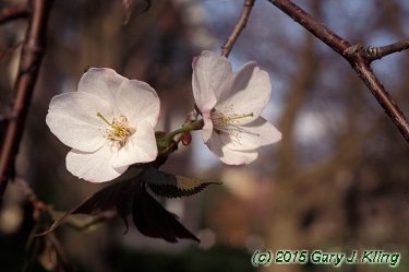 Prunus sargentii 'Columnaris'