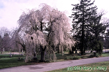 Prunus subhirtella var. pendula