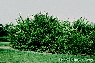 Prunus triloba var. multiplex