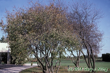 Prunus virginiana