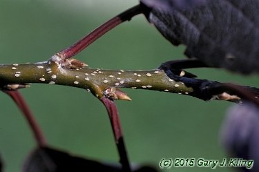 Prunus virginiana 'Schubert'