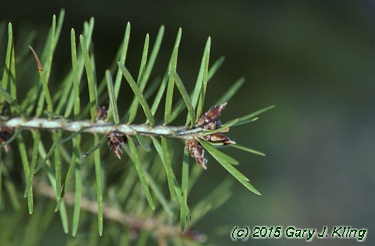 Pseudotsuga menziesii