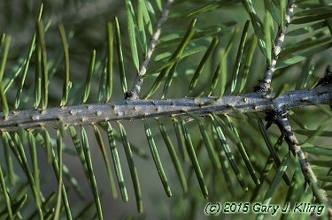 Pseudotsuga menziesii
