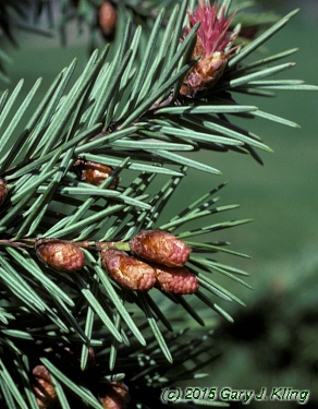 Pseudotsuga menziesii