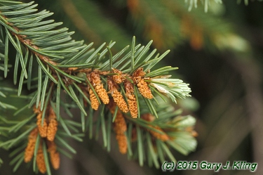 Pseudotsuga menziesii