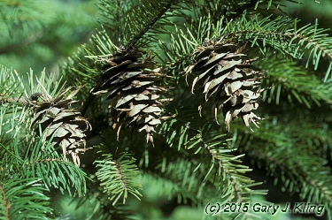 Pseudotsuga menziesii