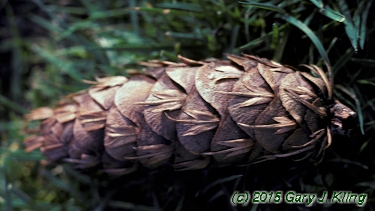 Pseudotsuga menziesii
