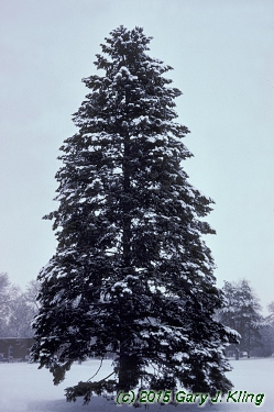 Pseudotsuga menziesii