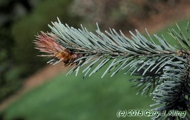 Pseudotsuga menziesii