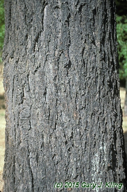 Pseudotsuga menziesii