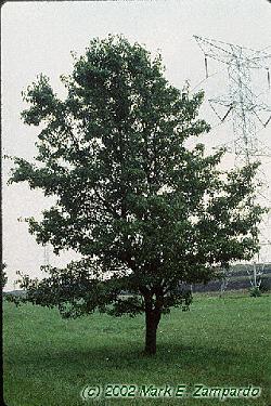 Pyrus calleryana 'Aristocrat'