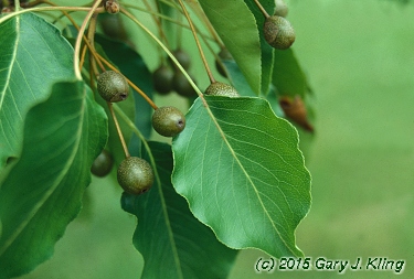 Pyrus calleryana 'Aristocrat'