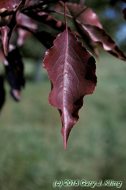 Pyrus calleryana 'Aristocrat'