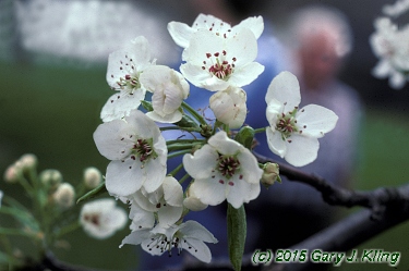 Pyrus calleryana 'Aristocrat'