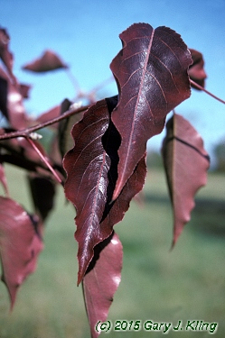 Pyrus calleryana 'Aristocrat'