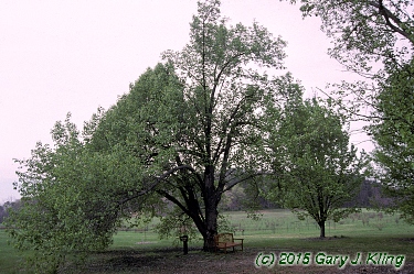 Pyrus calleryana 'Bradford'