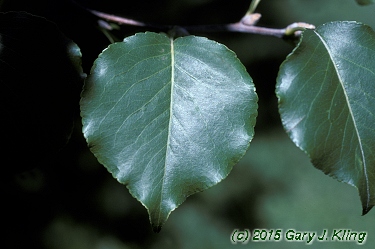 Pyrus calleryana 'Bradford'